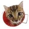🥟 Эмодзи «Kitten» для Telegram