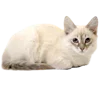 🥟 Эмодзи «Kitten» для Telegram