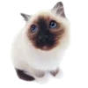 🥟 Эмодзи «Kitten» для Telegram