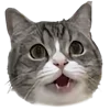Эмодзи Kitten для Telegram — скачать