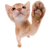 🥟 Эмодзи «Kitten» для Telegram
