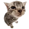 🥟 Эмодзи «Kitten» для Telegram