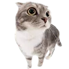 🥟 Эмодзи «Kitten» для Telegram