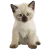 🥟 Эмодзи «Kitten» для Telegram