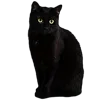 🥟 Эмодзи «Kitten» для Telegram
