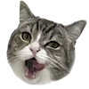 🥟 Эмодзи «Kitten» для Telegram