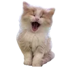 🥟 Эмодзи «Kitten» для Telegram