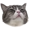 🥟 Эмодзи «Kitten» для Telegram