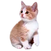 🥟 Эмодзи «Kitten» для Telegram