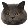 🥟 Эмодзи «Kitten» для Telegram