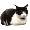 🥟 Эмодзи «Kitten» для Telegram