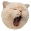 🥟 Эмодзи «Kitten» для Telegram