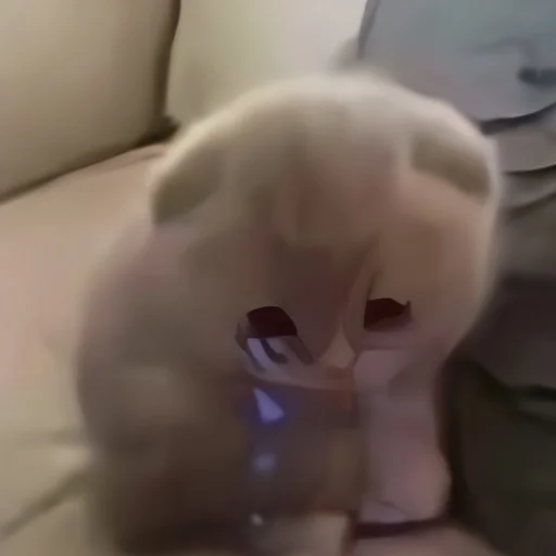 🐇 Стикер «kitten kawaii» для Telegram