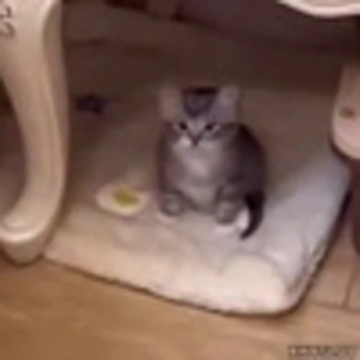 😐 Эмодзи «Kittens» для Telegram