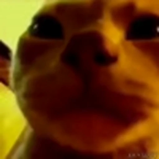 🪩 Эмодзи «Kittens» для Telegram