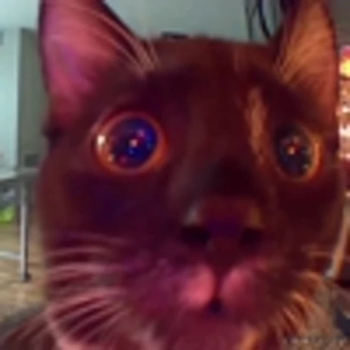 😳 Эмодзи «Kittens» для Telegram
