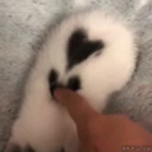 🖤 Эмодзи «Kittens» для Telegram
