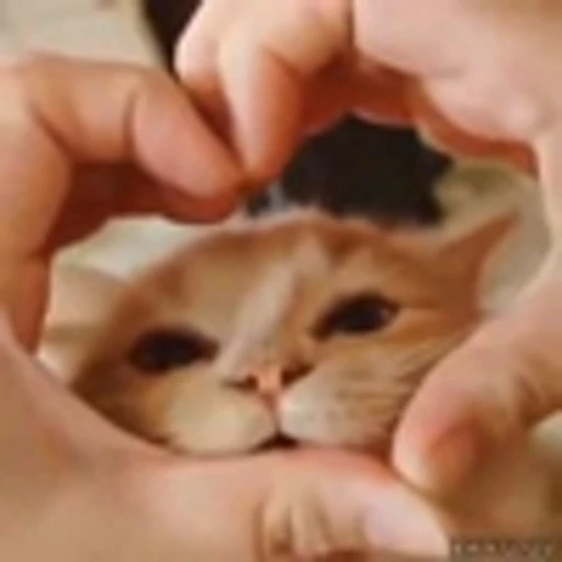 🫶 Эмодзи «Kittens» для Telegram