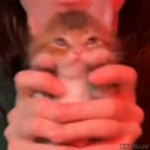 ❤️ Эмодзи «Kittens» для Telegram