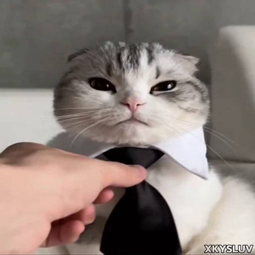 Стикерпак Kittens 4 для Telegram — скачать