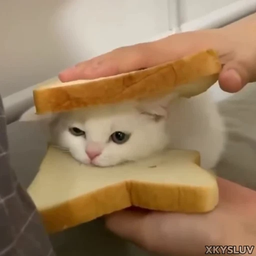 🥪 Стикер «Kittens 4» для Telegram