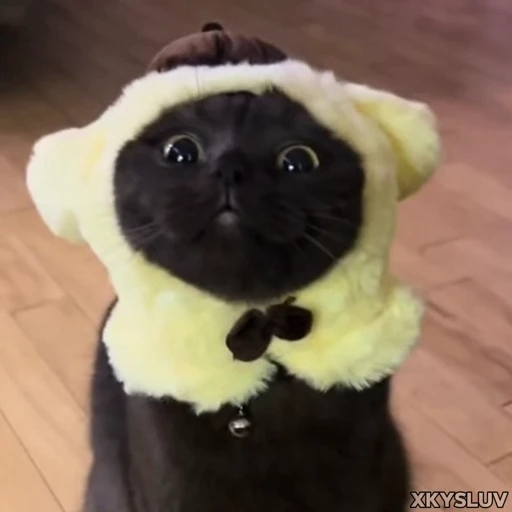 🧸 Стикер «Kittens 4» для Telegram