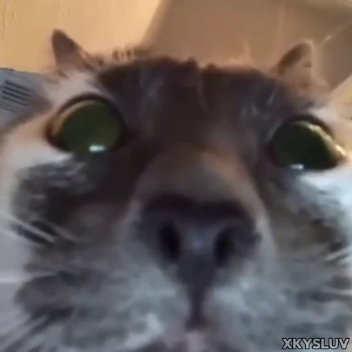 😐 Стикер «Kittens 4» для Telegram