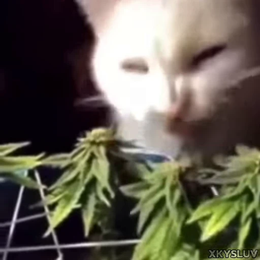 🌿 Стикер «Kittens 4» для Telegram