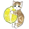 🐱 Эмодзи «≽^•⩊•^≼ котики ≽^•⩊•^≼» для Telegram