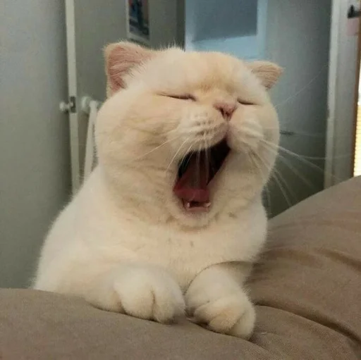 🥱 Стикер «KittensClau» для Telegram