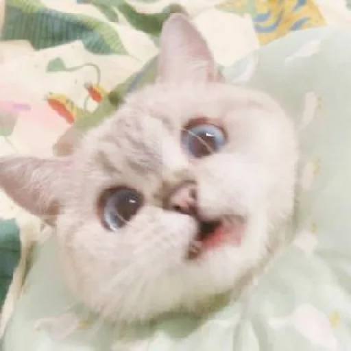 😧 Стикер «KittensClau» для Telegram