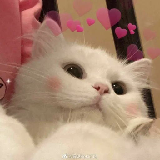 💖 Стикер «KittensClau» для Telegram