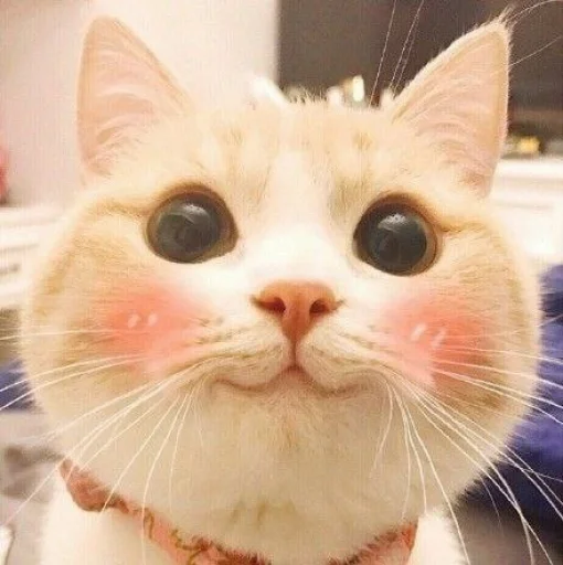 🐾 Стикер «KittensClau» для Telegram