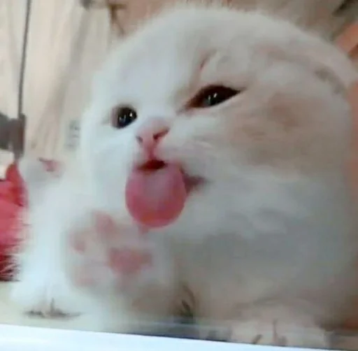😝 Стикер «KittensClau» для Telegram