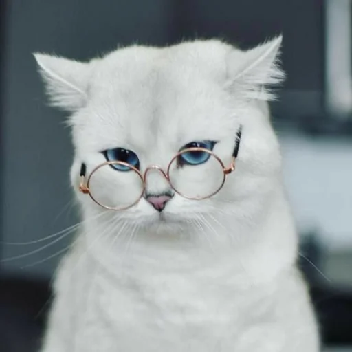 🐾 Стикер «KittensClau» для Telegram