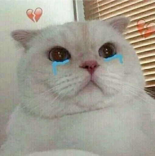 🥲 Стикер «KittensClau» для Telegram