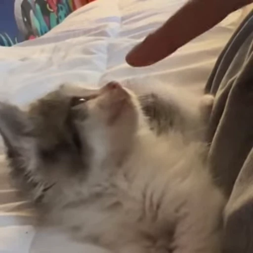 🙀 Стикер «kittens» для Telegram