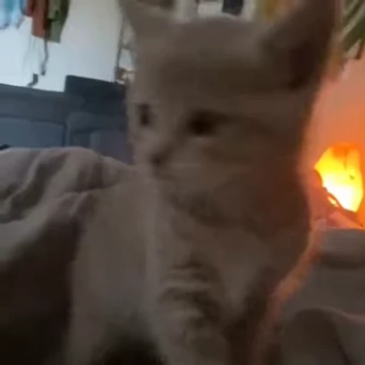 👃 Стикер «kittens» для Telegram