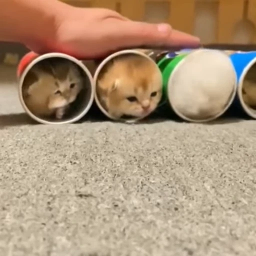 🫥 Стикер «kittens» для Telegram