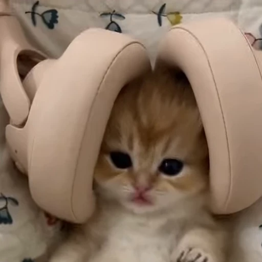 🎧 Стикер «kittens» для Telegram