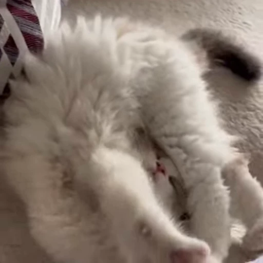 😴 Стикер «kittens» для Telegram