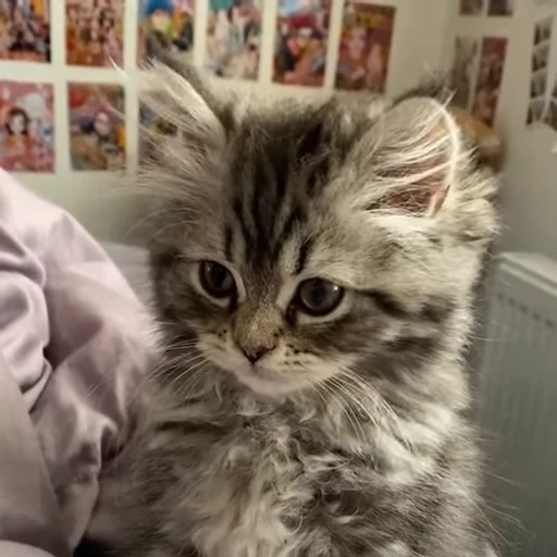 😐 Стикер «kittens» для Telegram
