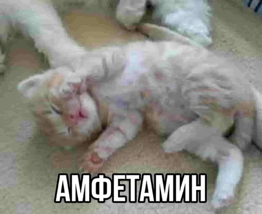 ❤️ Стикер «Kitties.exe» для Telegram