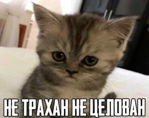 🔞 Стикер «Kitties.exe» для Telegram
