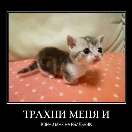 🔞 Стикер «Kitties.exe» для Telegram