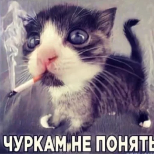 🦍 Стикер «Kitties.exe» для Telegram