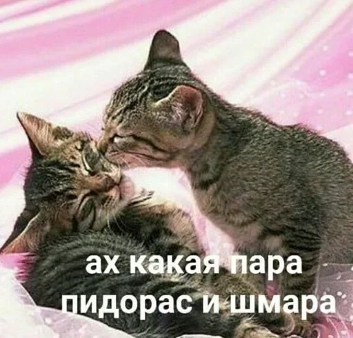 ❤️ Стикер «Kitties.exe» для Telegram