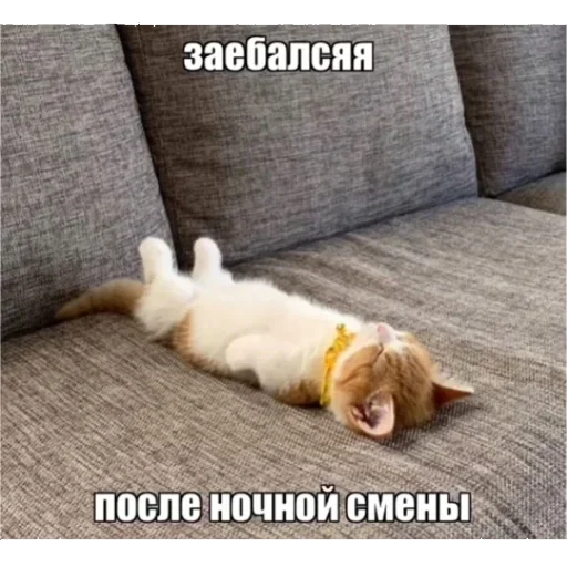 🥱 Стикер «Kitties.exe» для Telegram