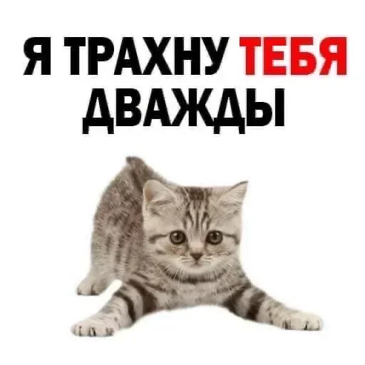 Стикерпак Kitties.exe для Telegram — скачать