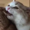 🐈‍⬛ Эмодзи «больше ྀི» для Telegram
